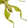 Green Leaf Insect Phyllium tobeloense bhaskarai (F) - TaxidermyArtistry
