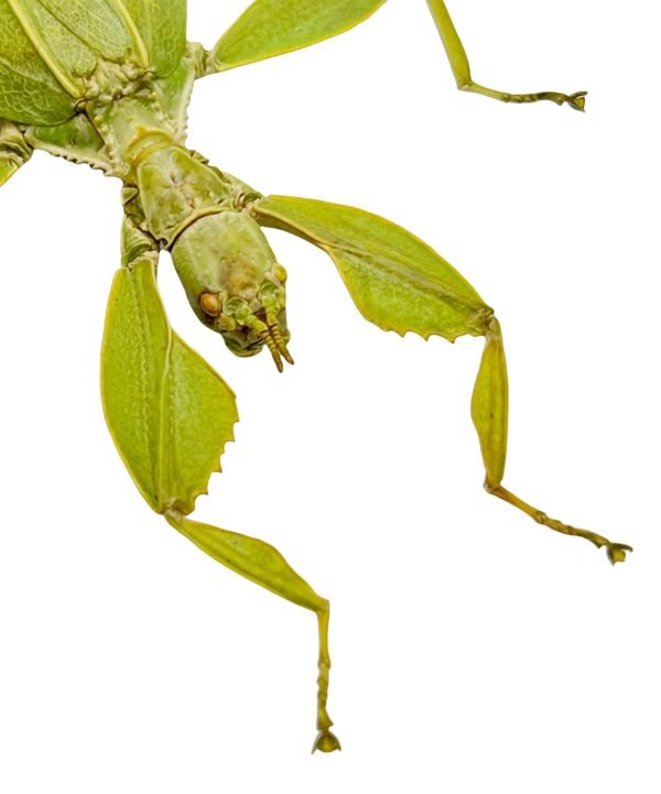 Green Leaf Insect Phyllium tobeloense bhaskarai (F) - TaxidermyArtistry