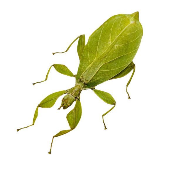 Green Leaf Insect Phyllium tobeloense bhaskarai (F) - TaxidermyArtistry