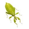 Green Leaf Insect Phyllium tobeloense bhaskarai (F) - TaxidermyArtistry
