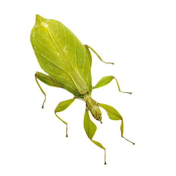 Green Leaf Insect Phyllium tobeloense bhaskarai (F) - TaxidermyArtistry