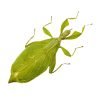 Green Leaf Insect Phyllium tobeloense bhaskarai (F) - TaxidermyArtistry