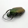 Green Scarab Beetle (Theodosia maindoroni) - TaxidermyArtistry Green Scarab Beetle (Theodosia maindoroni) - TaxidermyArtistry