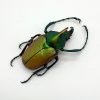 Green Scarab Beetle (Theodosia nobuyukii) - TaxidermyArtistry