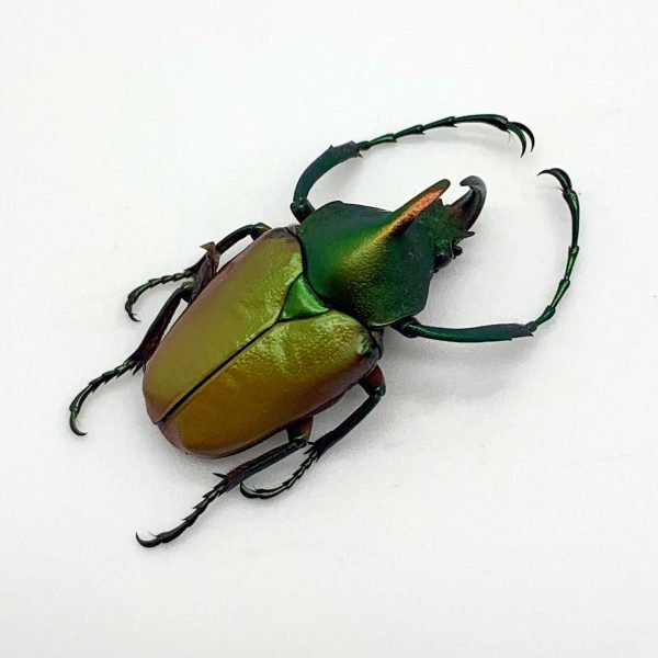 Green Scarab Beetle (Theodosia nobuyukii) - TaxidermyArtistry