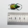 Green Scarab Beetle (Theodosia nobuyukii) - TaxidermyArtistry