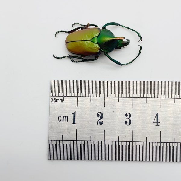Green Scarab Beetle (Theodosia nobuyukii) - TaxidermyArtistry