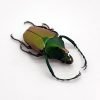 Green Scarab Beetle (Theodosia nobuyukii) - TaxidermyArtistry