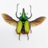 Green Scarab Beetle (Theodosia nobuyukii) (Spread) - TaxidermyArtistry