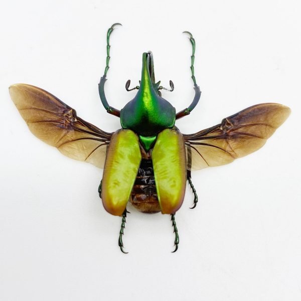 Green Scarab Beetle (Theodosia nobuyukii) (Spread) - TaxidermyArtistry