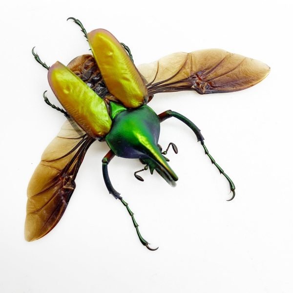 Green Scarab Beetle (Theodosia nobuyukii) (Spread) - TaxidermyArtistry