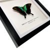 Green Swallowtail Butterfly Frame (Papilio peranthus transiens) - TaxidermyArtistry Green Swallowtail Butterfly Frame (Papilio peranthus transiens) - TaxidermyArtistry