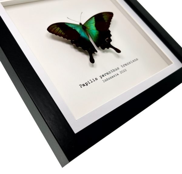 Green Swallowtail Butterfly Frame (Papilio peranthus transiens) - TaxidermyArtistry Green Swallowtail Butterfly Frame (Papilio peranthus transiens) - TaxidermyArtistry