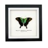 Green Swallowtail Butterfly Frame (Papilio peranthus transiens) - TaxidermyArtistry Green Swallowtail Butterfly Frame (Papilio peranthus transiens) - TaxidermyArtistry