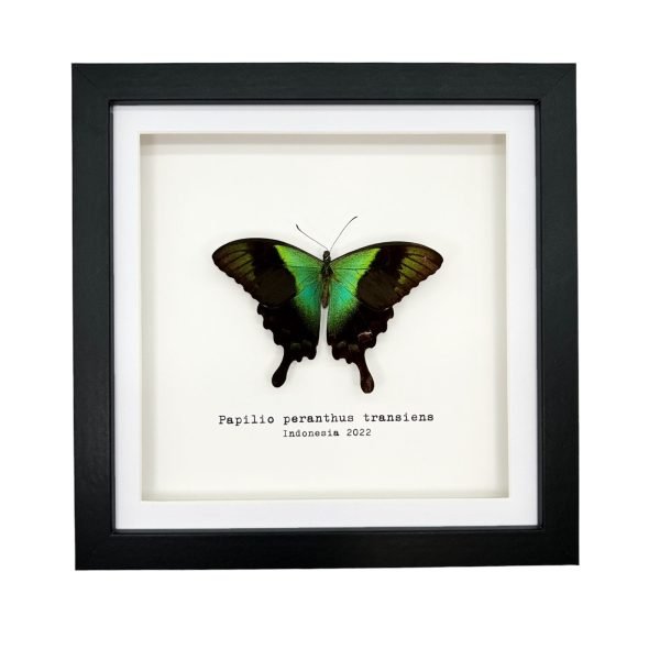 Green Swallowtail Butterfly Frame (Papilio peranthus transiens) - TaxidermyArtistry Green Swallowtail Butterfly Frame (Papilio peranthus transiens) - TaxidermyArtistry