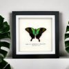 Green Swallowtail Butterfly Frame (Papilio peranthus transiens) - TaxidermyArtistry Green Swallowtail Butterfly Frame (Papilio peranthus transiens) - TaxidermyArtistry