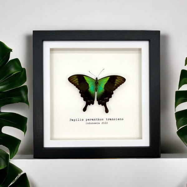 Green Swallowtail Butterfly Frame (Papilio peranthus transiens) - TaxidermyArtistry Green Swallowtail Butterfly Frame (Papilio peranthus transiens) - TaxidermyArtistry