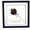 Grey Draco Flying Lizard (Draco fimbriatus henningi) Framed Specimen - TaxidermyArtistry Grey Draco Flying Lizard (Draco fimbriatus henningi) Framed Specimen - TaxidermyArtistry