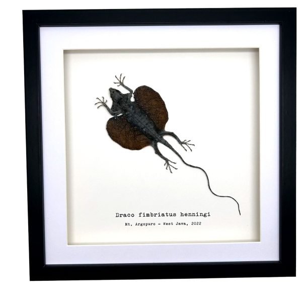 Grey Draco Flying Lizard (Draco fimbriatus henningi) Framed Specimen - TaxidermyArtistry Grey Draco Flying Lizard (Draco fimbriatus henningi) Framed Specimen - TaxidermyArtistry