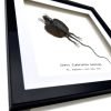 Grey Draco Flying Lizard (Draco fimbriatus henningi) Framed Specimen - TaxidermyArtistry Grey Draco Flying Lizard (Draco fimbriatus henningi) Framed Specimen - TaxidermyArtistry