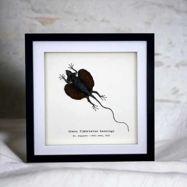 Grey Draco Flying Lizard (Draco fimbriatus henningi) Framed Specimen - TaxidermyArtistry Grey Draco Flying Lizard (Draco fimbriatus henningi) Framed Specimen - TaxidermyArtistry