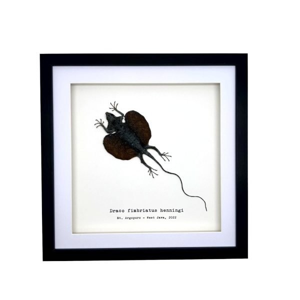 Grey Draco Flying Lizard (Draco fimbriatus henningi) Framed Specimen - TaxidermyArtistry Grey Draco Flying Lizard (Draco fimbriatus henningi) Framed Specimen - TaxidermyArtistry