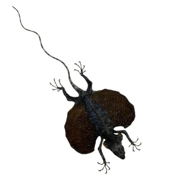 GREY Draco Fyling Lizard fimbriatus hennigi - TaxidermyArtistry GREY Draco Fyling Lizard fimbriatus hennigi - TaxidermyArtistry