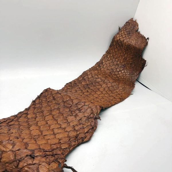 Handmade Brown Dyed Pirarucu Arapaima Amazon Peruvian Leather - TaxidermyArtistry