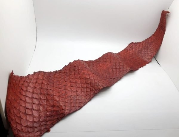 Handmade Red Dyed Pirarucu Arapaima Amazon Peruvian Leather - TaxidermyArtistry