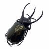 Huge Beetle (Chalcosoma caucasus) Indonesian Insect Collector Specimen - TaxidermyArtistry
