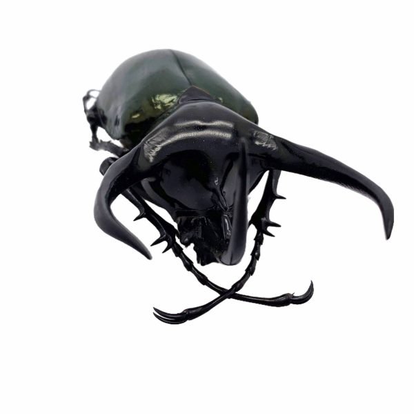 Huge Beetle (Chalcosoma caucasus) Indonesian Insect Collector Specimen - TaxidermyArtistry