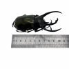 Huge Beetle (Chalcosoma caucasus) Indonesian Insect Collector Specimen - TaxidermyArtistry