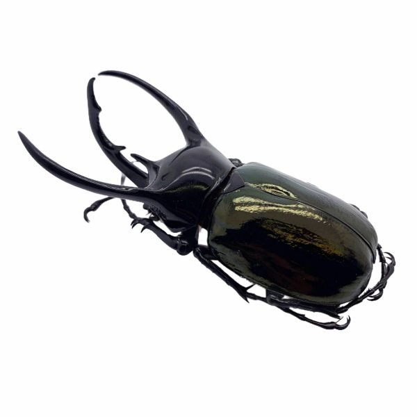 Huge Beetle (Chalcosoma caucasus) Indonesian Insect Collector Specimen - TaxidermyArtistry