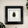 Iridescent Shield Bug Frame (Serrocarpona celebensis) - TaxidermyArtistry