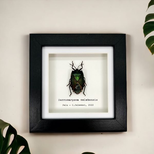 Iridescent Shield Bug Frame (Serrocarpona celebensis) - TaxidermyArtistry