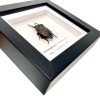 Iridescent Shield Bug Frame (Serrocarpona celebensis) - TaxidermyArtistry