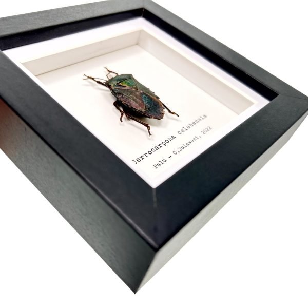 Iridescent Shield Bug Frame (Serrocarpona celebensis) - TaxidermyArtistry
