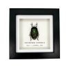 Iridescent Shield Bug Frame (Serrocarpona celebensis) - TaxidermyArtistry