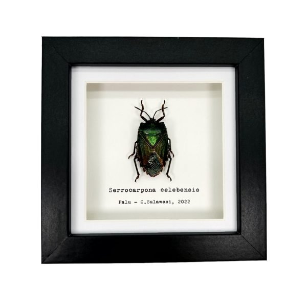 Iridescent Shield Bug Frame (Serrocarpona celebensis) - TaxidermyArtistry