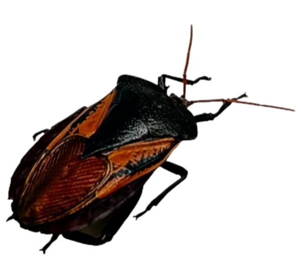 Iridescent Shield Bug (Oncomeris flavicornis) - TaxidermyArtistry Iridescent Shield Bug (Oncomeris flavicornis) - TaxidermyArtistry