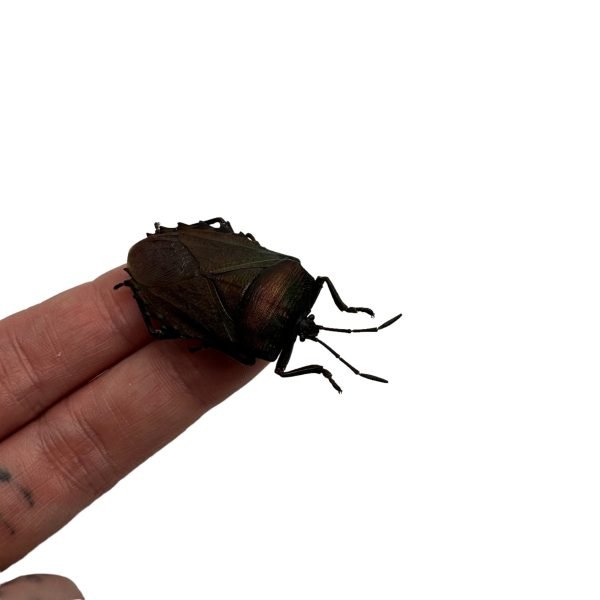 Iridescent Shield Bug (Serrocarpona celebensis) - TaxidermyArtistry Iridescent Shield Bug (Serrocarpona celebensis) - TaxidermyArtistry