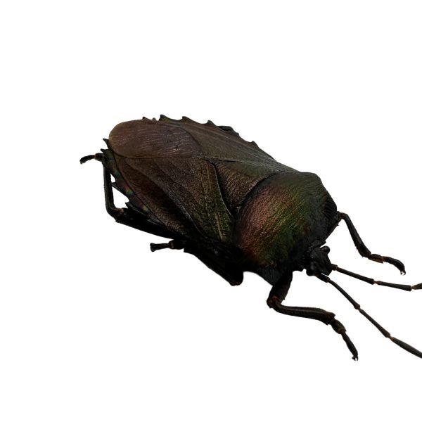 Iridescent Shield Bug (Serrocarpona celebensis) - TaxidermyArtistry Iridescent Shield Bug (Serrocarpona celebensis) - TaxidermyArtistry