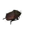 Iridescent Shield Bug (Serrocarpona celebensis) - TaxidermyArtistry Iridescent Shield Bug (Serrocarpona celebensis) - TaxidermyArtistry