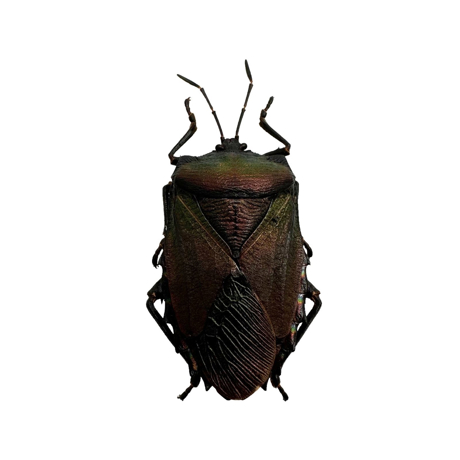 Iridescent Shield Bug (Serrocarpona celebensis)