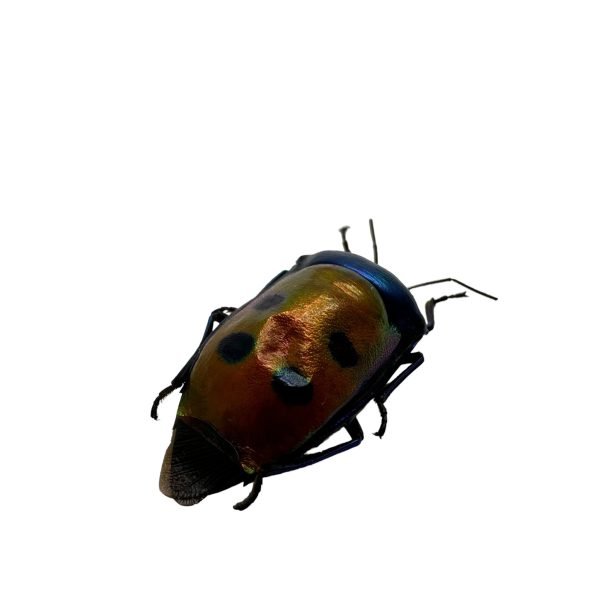 Jewel bug (Calliphara caesar) - TaxidermyArtistry Jewel bug (Calliphara caesar) - TaxidermyArtistry