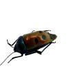 Jewel bug (Calliphara caesar) - TaxidermyArtistry Jewel bug (Calliphara caesar) - TaxidermyArtistry