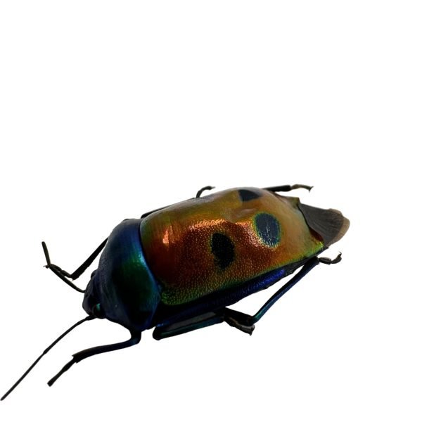 Jewel bug (Calliphara caesar) - TaxidermyArtistry Jewel bug (Calliphara caesar) - TaxidermyArtistry