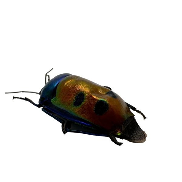 Jewel bug (Calliphara caesar) - TaxidermyArtistry Jewel bug (Calliphara caesar) - TaxidermyArtistry