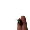 Jewel bug (Calliphara caesar) - TaxidermyArtistry Jewel bug (Calliphara caesar) - TaxidermyArtistry