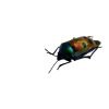 Jewel bug (Calliphara caesar) - TaxidermyArtistry Jewel bug (Calliphara caesar) - TaxidermyArtistry